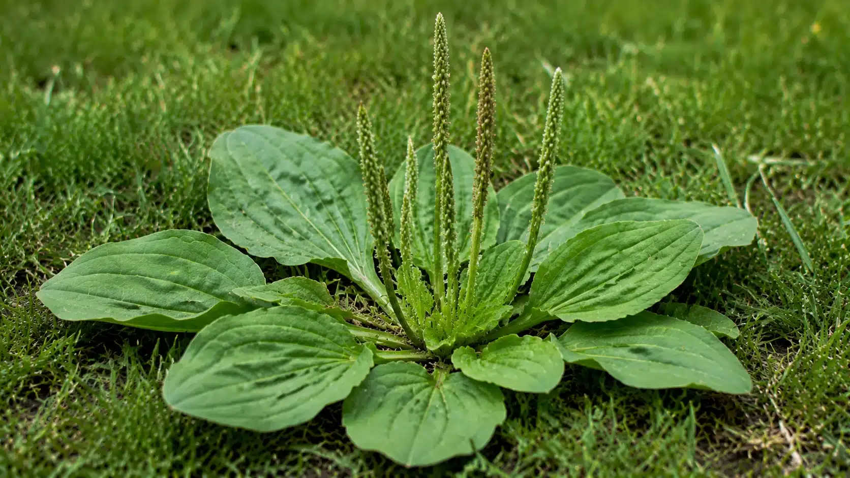 Broadleaf plantain weed growing in grass with wide oval leaves, visible leaf veins, and upright seed spikes in a close-up lawn view.