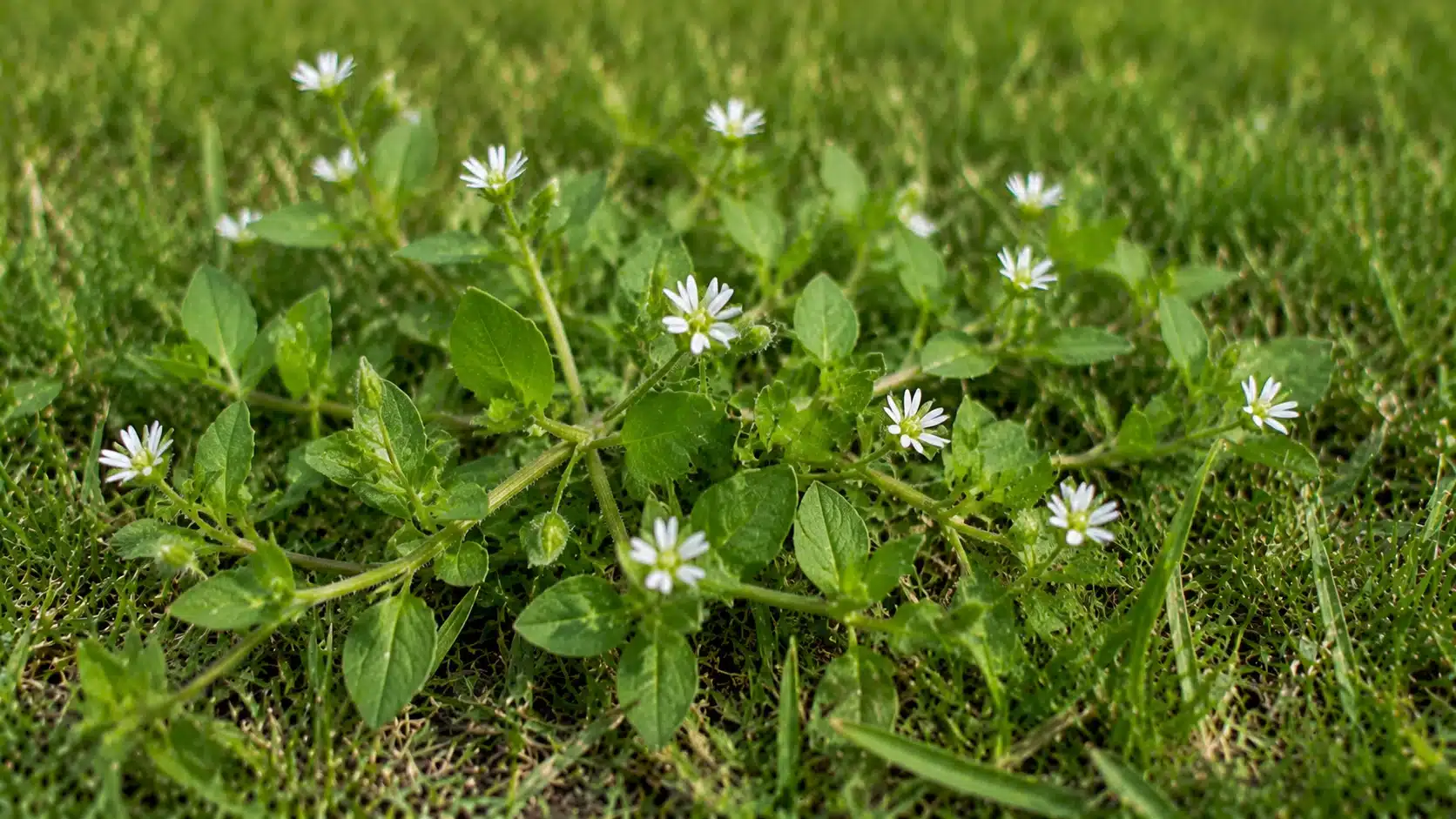 Chickweed growing through lawn grass with small oval leaves, spreading stems, and tiny white star-shaped flowers in a close-up outdoor view