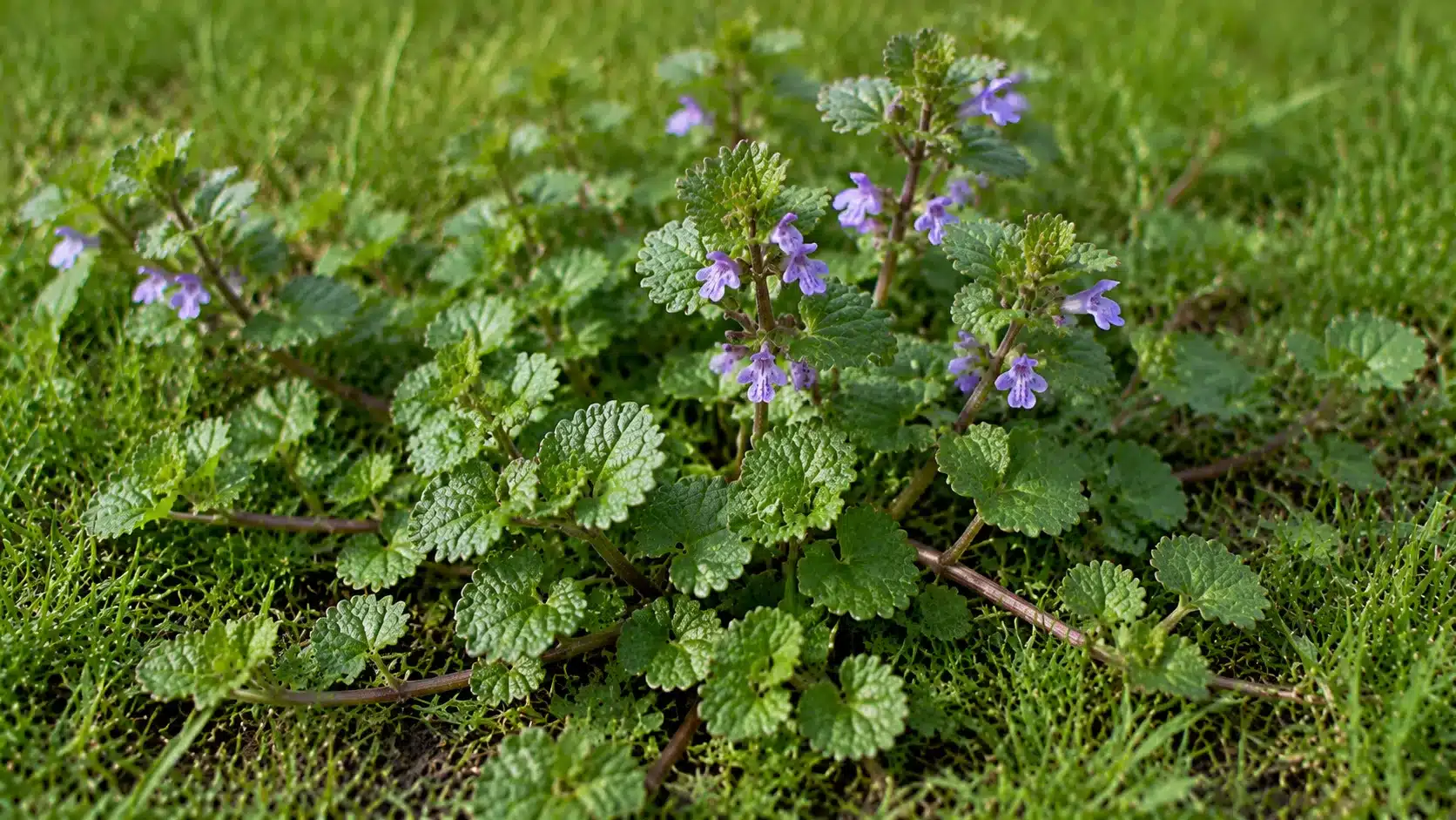 Creeping Charlie ground ivy spreading across a lawn with round scalloped leaves, trailing stems, and small purple flowers in a realistic garden setting.