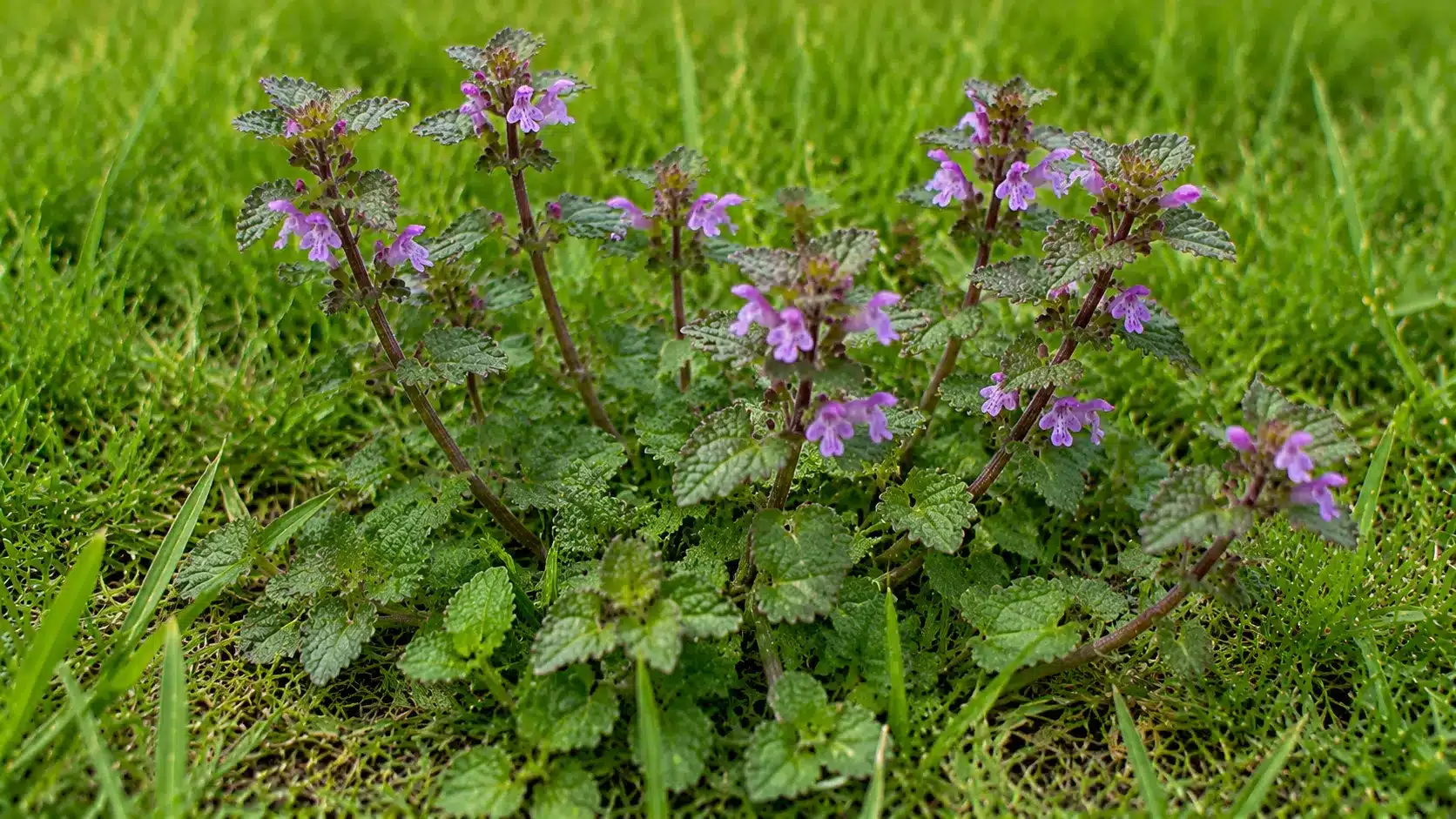 Henbit weed growing in a lawn with purple flowers, scalloped leaves, and upright stems surrounded by green grass in natural daylight