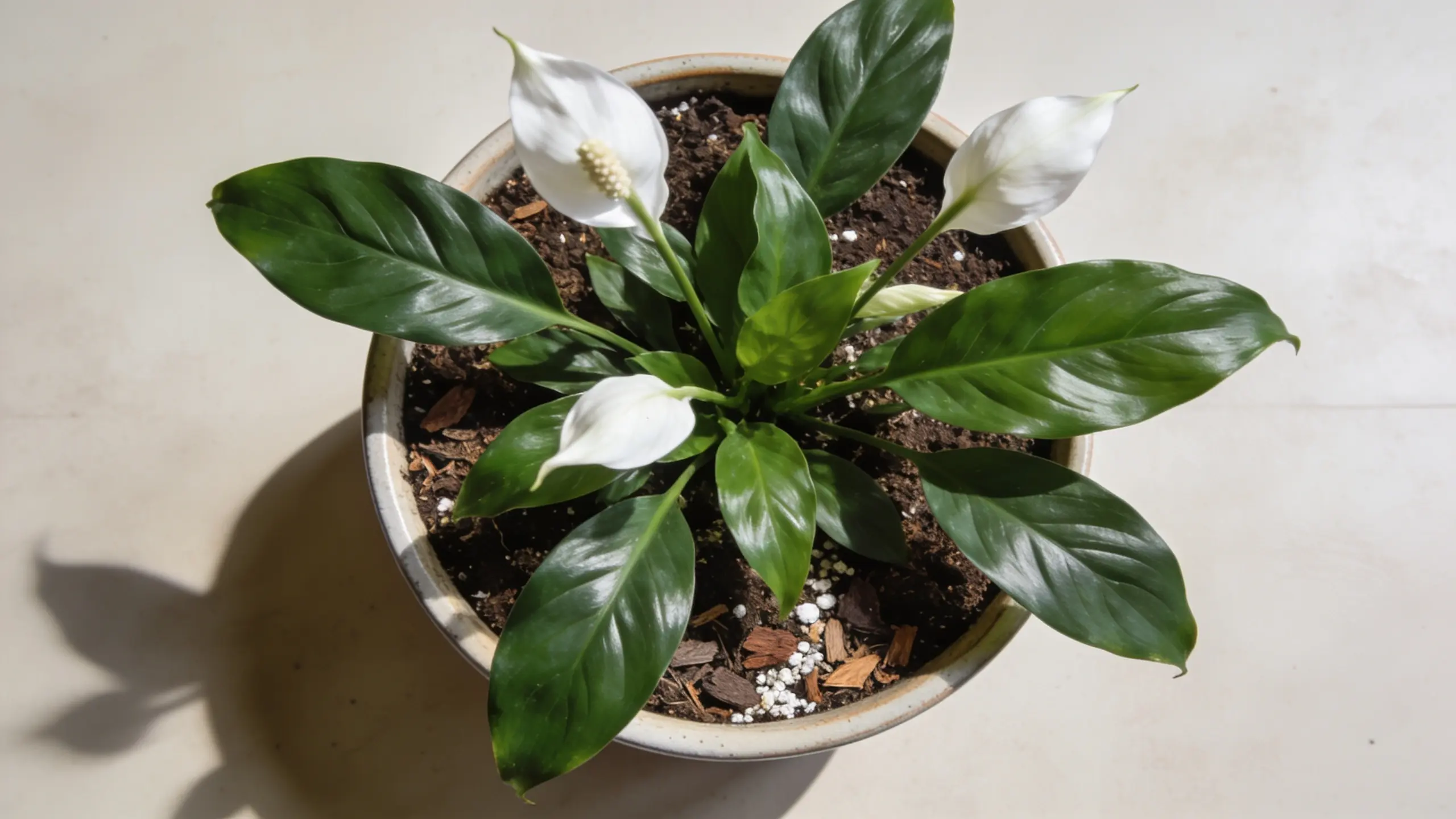 Top-down view of a healthy peace lily plant in a ceramic pot with rich natural soil and lush green leaves.