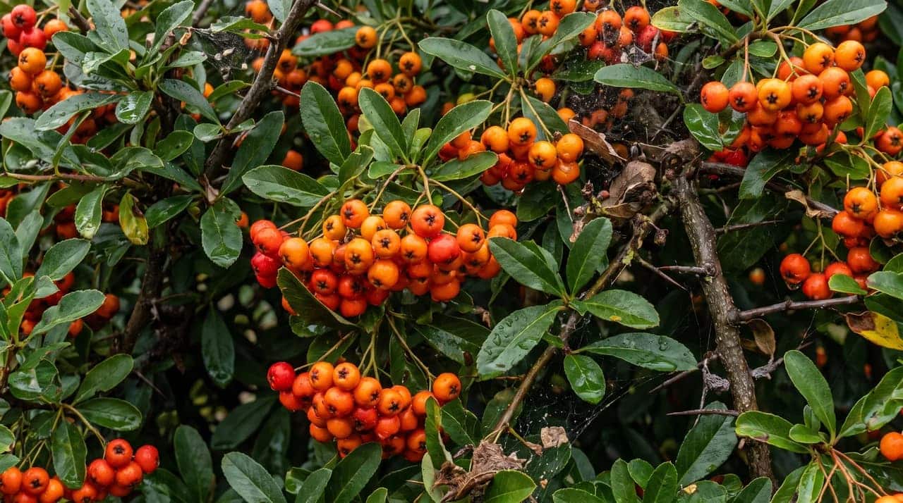 Pyracantha hedge with clusters of orange berries, green leaves, and thorny branches in a close-up garden view.