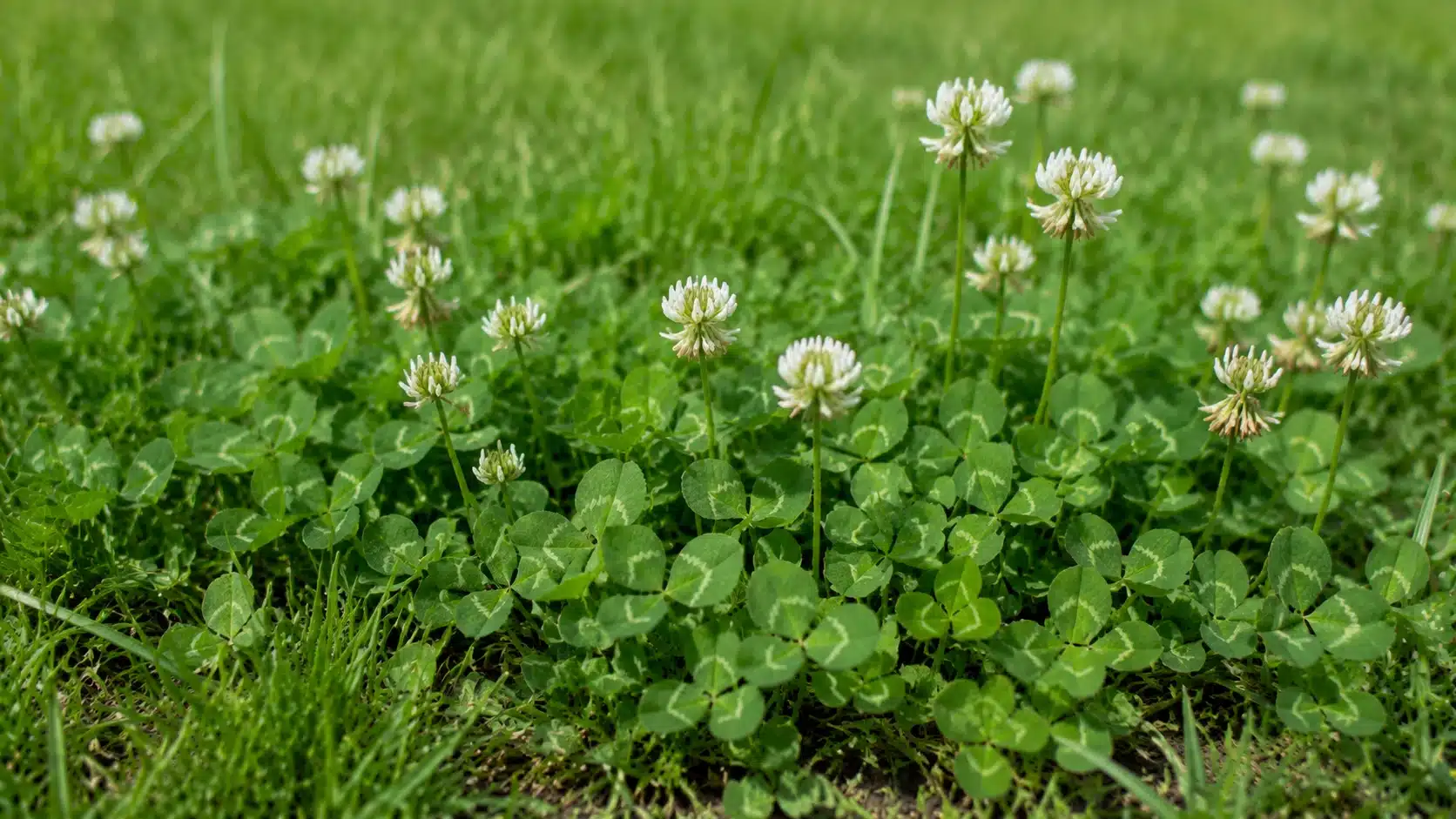 White clover spreading through a lawn with three-part green leaves and small white flower clusters growing among grass blades in a natural outdoor setting.