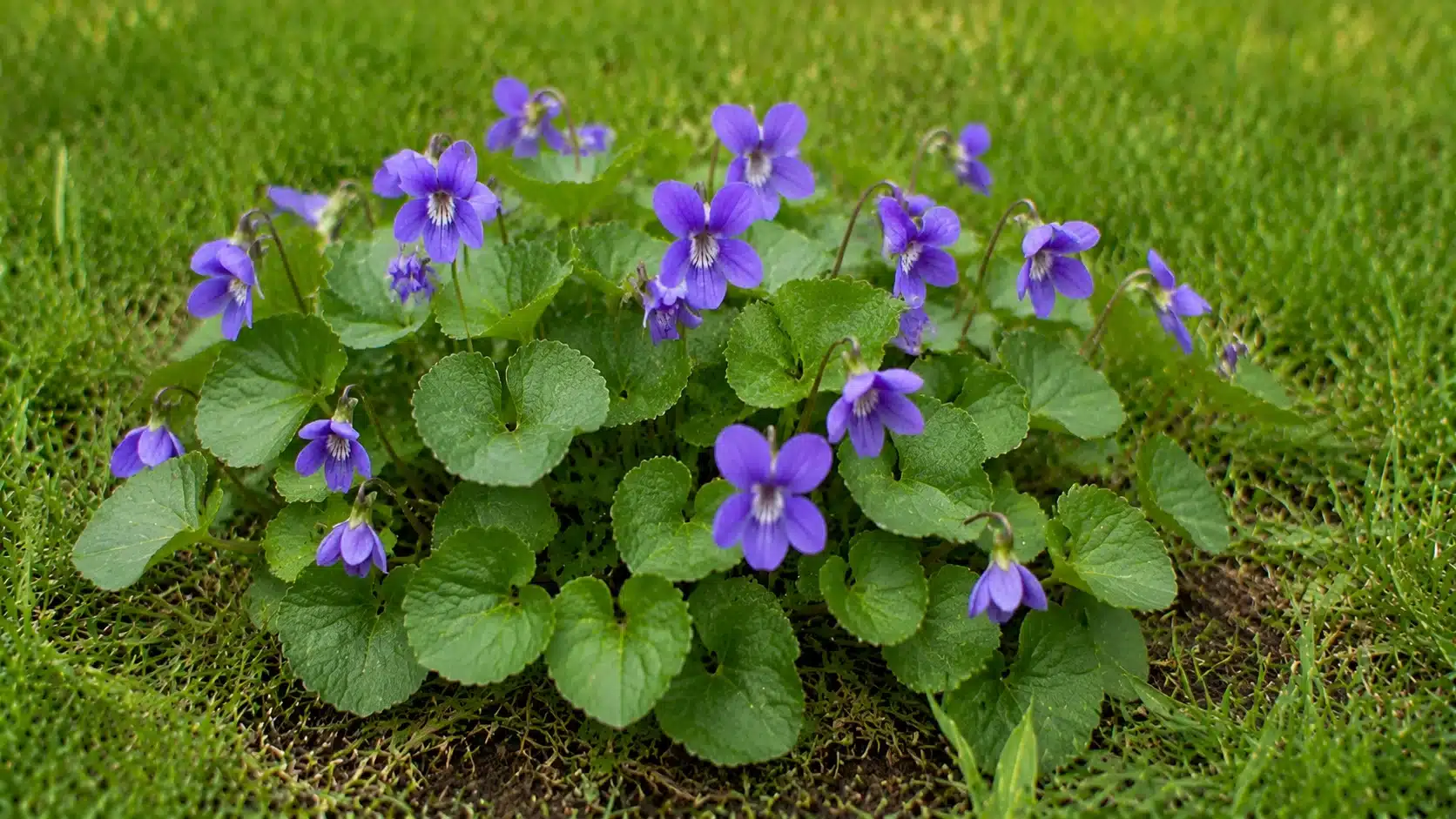 Wild violet lawn weed with purple flowers and heart-shaped green leaves growing among grass in a realistic close-up garden scene.