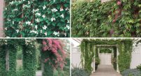 fast-growing-evergreen-climbers