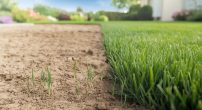 how-long-does-grass-seed-take-to-grow-fully