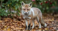 how-to-get-rid-of-foxes