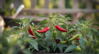 how-to-grow-chillies