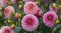 +how-to-grow-dahlias.png