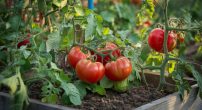how-to-grow-tomatoes