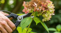 when-to-prune-hydrangeas