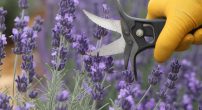 when-to-prune-lavender